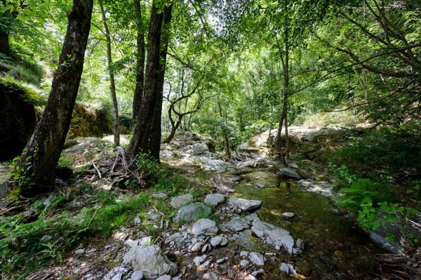 ECOSYSTÈMES FORESTIERS DU MAROC : RISQUES, DÉFIS ET OPPORTUNITÉS